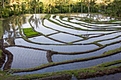 Deserted rice fields, rice terraces, Bali, Indonesia