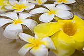 White and yellow blossoms in a water bowl, Bali, Indonesia