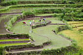 Workers on rice fields, rice terraces, Bali, Indonesia