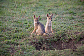 Two young jackals in front of their den in Masai Mara, nature reserve and wild life reserve, Kenia, Africa