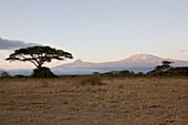 Umbrella thorn acacia in front of Kilimanjaro at sunrise in Amboseli National Park, Kenya, Africa