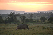 Hippo at Masai Mara National Park at sunrise, Kenya, Africa