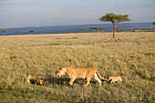 Lioness with three cubs at Masai Mara National Park, Kenya, Africa