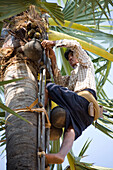 Burmesischer Junge schneidet Kokusnüsse von einer Palme beim Mount Popa, Myanmar, Burma