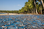 Getrockneter Fisch am Ngapali Beach, am Golf von Bengalen, Rakhine-Staat, Myanmar, Burma