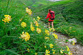 Blumenwiese mit junger Frau außerhalb des Schärfebereichs auf Wanderweg, Allgäuer Alpen, Schwaben, Bayern, Deutschland