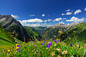 sea of flowers on ascent to hut Memminger Hütte with view to Allgaeu range and Lechtal range, Lechtal range, Tyrol, Austria