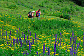 zwei Frauen unterwegs auf Wanderweg durch Blumenwiese, Unterlochalm, Zammer Loch, Lechtaler Alpen, Tirol, Österreich