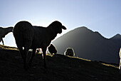 Schafe am Samoarsee im Gegenlicht, Ötztaler Alpen, Tirol, Österreich