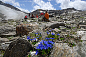 gentian near glacier Niederjochferner with group of hikers out of focus resting in background, ascent to hut Similaunhütte, Ötztal range, Tyrol, Austria