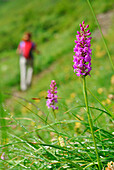 young woman out of focus hiking on trail through sea of flowers with orchid, ascent to hut Schwarzenberghütte, Hohe Tauern range, National Park Hohe Tauern, Salzburg, Austria