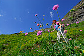 young woman hiking on trail through sea of flowers, ascent to hut Schwarzenberghütte, Hohe Tauern range, National Park Hohe Tauern, Salzburg, Austria