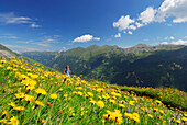 junge Frau auf Wanderweg durch Blumenwiese, Aufstieg zur Schwarzenberghütte, Hohe Tauern, Nationalpark Hohe Tauern, Salzburg, Österreich
