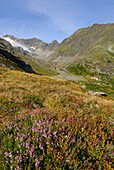 erica with view to hut Sulzenauhuette and glacier Sulzenauferner, Stubaier Alpen range, Stubai, Tyrol, Austria