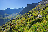 junge Frau beim Wandern durch üppig grüne bewachsenes Kar, Stubaier Alpen, Stubai, Tirol, Österreich