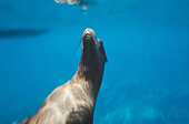 Galapagos Fur Seal (Arctocephalus galapagoensis). Galapagos Islands, Ecuador