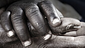 Baby and grandmother's hands. Gambia
