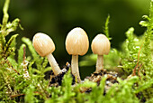 Mushrooms in Irati beechwood. Navarra, Spain