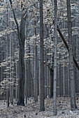 Forest in autumn