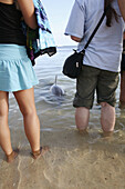 Tourists standing in water with dolphins, Monkey Mia Dolphin Lodge, Western Australia