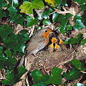 European Robin (Erithacus rubecula) at nest with young. Sussex, England, UK