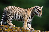 Tiger (Panthera tigris), cub