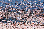 Lesser Flamingos (Phoenicopterus minor). Lake Bogoria, Kenya