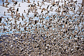 Snow Geese (Chen caerulescens). New Mexico, USA
