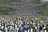 King Penguin (Aptenodytes patagonica) at breeding colony. Salisbury Plain, South Georgia islands, Antarctica