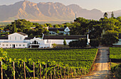 Vineyards of Labourine wine estate, Paarl, Cape Winelands. Western Cape Province, South Africa