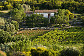 Farmhouse in the early Summer, Mitillini. Samos. Northeastern Aegean Islands. Greece.