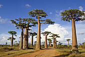 Madagascar. Morondava. Baobab trees.