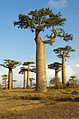 Madagascar. Morondava. Baobab trees.