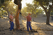 Harvesting cork. Badajoz, Extremadura, Spain.