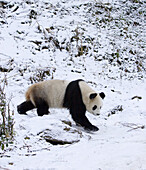 Giant Panda (Ailuropoda melanoleuca). China.