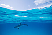 Atlantic Spotted Dolphins (Stenella frontalis). Bahamas.