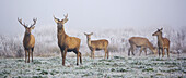 Deers in autumn