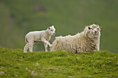 Shetland Islands archipelago. Shetland sheep. Scotland. UK.