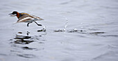 Red-necked Phalarope (Phalaropus lobatus). Shetland Islands. Scotland. UK