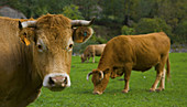 Cows grazing. Picos de Europa National Park, León province, Castilla-León, Spain