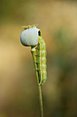 Caterpillar and poppy in natural park. Huelva province, Andalucia, Spain.