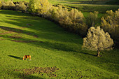 Horse grazing, Picos de Europa National Park. Riaño, Leon province, Castilla-Leon, Spain