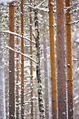 Scots Pine (Pinus sylvestris) forest. Oulu, Finland