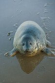 Grey Seal (Halichoerus grypus). Donna Nook National Nature Reserve, England. UK