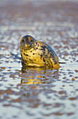 Grey Seal (Halichoerus grypus). Donna Nook National Nature Reserve, England. UK