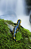 Fire Salamander (Salamandra salamandra longirostris) in Los Alcornocales Natural Park. Cadiz province, Andalucia, Spain