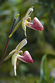 Orquidea. Kinabalu Mount, Sabah, Borneo, Malaysia Isla de Borneo.