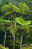 Ferns in Kinabalu National Park. Sabah, Borneo, Malaysia