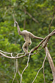 Malaysia, Borneo Island. Borneo Gibbon (Hylobates muelleri)