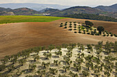 Campiña' landscape. Córdoba province. Andalucia. Spain.